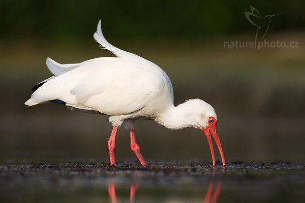 Ibis bílý (Eudocimus albus), Fotografie: Ibis bílý (Eudocimus albus), Autor: Ondřej Prosický | NaturePhoto.cz, Aparát: Canon EOS-1D Mark II N, Objektiv: Canon EF 400mm f/5.6 L USM, Ohnisková vzdálenost (EQ35mm): 520.00 mm, stativ Gitzo 1227, Clona: 5.6, Doba expozice: 1/500 s, ISO: 100, Kompenzace expozice: 0 EV, Blesk: ne, Vytvořeno: 10. ledna 2007 15:42, Little Estero Lagoon, Ft. Myers Beach, (Florida, USA)