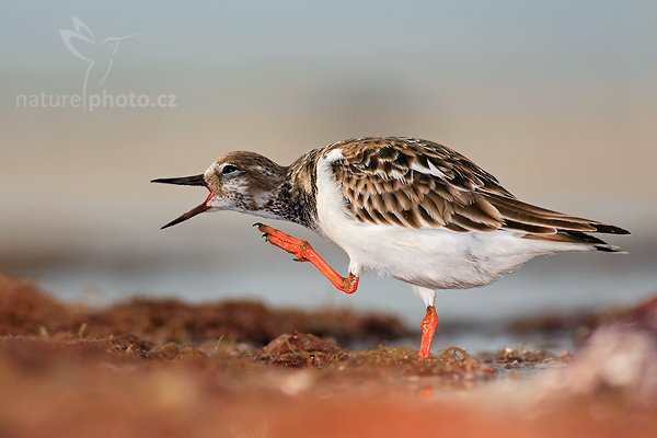 Kamenáček pestrý (Arenaria interpres), Fotografie: Kamenáček pestrý (Arenaria interpres), Ruddy Turnstone, Autor: Ondřej Prosický | NaturePhoto.cz, Aparát: Canon EOS-1D Mark II N, Objektiv: Canon EF 400mm f/5.6 L USM, Ohnisková vzdálenost (EQ35mm): 520.00 mm, objektiv položen do písku, Clona: 5.6, Doba expozice: 1/800 s, ISO: 100, Kompenzace expozice: 0 EV, Blesk: Ano (externí Sigma EF-500 DG Super, -2 EV, Better Beamer), Vytvořeno: 11. ledna 2007 15:28, pobřeží oceánu, Ft. Myers Beach, (Florida, USA)