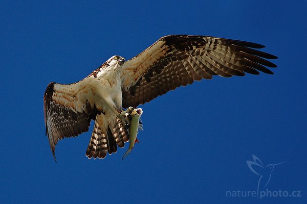 Orlovec říční (Pandion haliaetus), Fotografie: Orlovec říční (Pandion haliaetus), Osprey, Autor: Ondřej Prosický | NaturePhoto.cz, Aparát: Canon EOS-1D Mark II N, Objektiv: Canon EF 400mm f/5.6 L USM, Ohnisková vzdálenost (EQ35mm): 520.00 mm, fotografováno z ruky, Clona: 5.6, Doba expozice: 1/1250 s, ISO: 125, Kompenzace expozice: 0 EV, Blesk: ne, Vytvořeno: 11. ledna 2007 17:04, Little Estero Lagoon, Ft. Myers Beach, (Florida, USA)