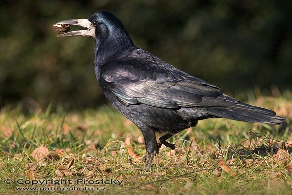 Havran polní (Carvus frugilegus), Havran polní (Carvus frugilegus), Autor: Ondřej Prosický, model aparátu: Canon EOS 300D DIGITAL, objektiv: Canon EF 400mm f/5,6 L USM, monopod Manfrotto 681B, clona: 8,0, doba expozice: 1/500 s, ISO: 400, vyvážení expozice: -1/3, blesk: ne, vytvořeno: 16. ledna 2005 13:07, Praha 10 - Strašnice (ČR)