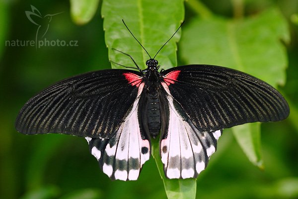 Scarlet swallowtail (Papilio rumanzovia), Fotografie: Scarlet swallowtail (Papilio rumanzovia), Autor: Ondřej Prosický, Model aparátu: Canon EOS 20D, Objektiv Canon EF 100mm f/2.8 Macro USM, Přepočtené ohnisko: 160 mm, fotografováno z ruky, Clona: 3.5, Doba expozice: 1/250 s, ISO: 400, Měření: celoplošné se zdůrazněným středem, Kompenzace expozice: -1/3 EV, Blesk: ano (vestavěný s rozptylkou), Vytvořeno: 22. dubna 2007 10:19, skleník Fatamorgana, Botaniká zahrada Praha - Troja (ČR)