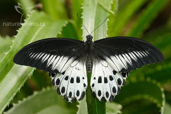 Blue Mormon ( Papilio polymnestor), Fotografie: Blue Mormon ( Papilio polymnestor), Autor: Ondřej Prosický, Model aparátu: Canon EOS 20D, Objektiv Canon EF 100mm f/2.8 Macro USM, Přepočtené ohnisko: 160 mm, fotografováno z ruky, Clona: 4.5, Doba expozice: 1/125 s, ISO: 400, Měření: celoplošné se zdůrazněným středem, Kompenzace expozice: +1/3 EV, Blesk: ano (vestavěný s rozptylkou), Vytvořeno: 22. dubna 2007 9:52, skleník Fatamorgana, Botaniká zahrada Praha - Troja (ČR)