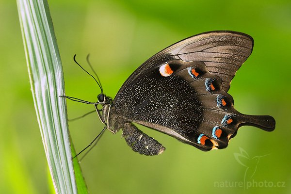 Papilio Blumei, Fotografie: Papilio Blumei, Autor: Ondřej Prosický, Model aparátu: Canon EOS 20D, Objektiv Canon EF 100mm f/2.8 Macro USM, Přepočtené ohnisko: 160 mm, fotografováno z ruky, Clona: 3.5, Doba expozice: 1/200 s, ISO: 400, Měření: celoplošné se zdůrazněným středem, Kompenzace expozice: -1/3 EV, Blesk: ano (vestavěný s rozptylkou), Vytvořeno: 22. dubna 2007 10:10, skleník Fatamorgana, Botaniká zahrada Praha - Troja (ČR)