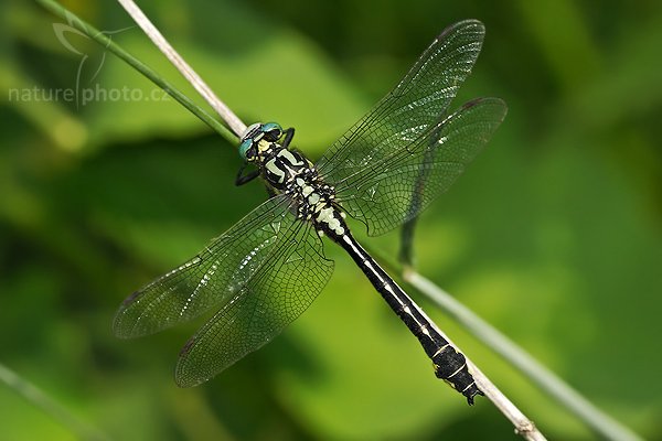 Klínatka obecná (Gomphus vulgatissimus), Fotografie: Klínatka obecná (Gomphus vulgatissimus), Club-tailed Dragonfly, Autor: Ondřej Prosický, Model aparátu: Canon EOS 20D, Objektiv: Canon EF 100mm f/2.8 Macro USM, fotografováno z ruky, Ohnisková vzdálenost: 160 mm, Clona: 5.6, Doba expozice: 1/200 s, ISO: 200, Vyvážení expozice: -1/3, Blesk: Ano, Vytvořeno: 26. května 2007 16:22, nedaleko Hodonína (ČR)