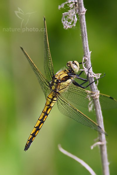 Vážka černořitná (Orthetrum cancellatum), Fotografie: Vážka černořitná (Orthetrum cancellatum), Black-tailed Skimmer, Autor: Ondřej Prosický, Model aparátu: Canon EOS 20D, Objektiv: Canon EF 200mm f/2.8 L USM + TC Canon 2x, fotografováno z ruky, Ohnisková vzdálenost: 640 mm, Clona: 9.0, Doba expozice: 1/250 s, ISO: 200, Vyvážení expozice: -1/3, Blesk: Ano, Vytvořeno: 26. května 2007 15:39, nedaleko Hodonína (ČR)