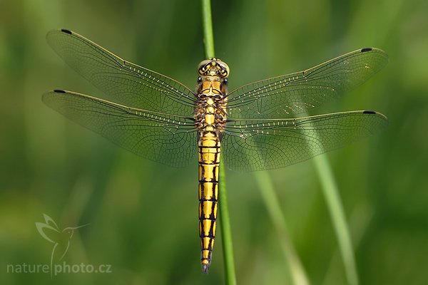 Vážka černořitná (Orthetrum cancellatum), Fotografie: Vážka černořitná (Orthetrum cancellatum), Black-tailed Skimmer, Autor: Ondřej Prosický, Model aparátu: Canon EOS 20D, Objektiv: Canon EF 100mm f/2.8 Macro USM, fotografováno z ruky, Ohnisková vzdálenost: 160 mm, Clona: 3.2, Doba expozice: 1/250 s, ISO: 200, Vyvážení expozice: -1/3, Blesk: Ano, Vytvořeno: 26. května 2007 16:24, nedaleko Hodonína (ČR)