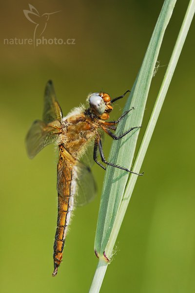 Vážka plavá (Libellula fulva), Fotografie: Vážka plavá (Libellula fulva), Scarce Chaser Dragonfly, Autor: Ondřej Prosický, Model aparátu: Canon EOS 20D, Objektiv: Canon EF 200mm f/2.8 L USM + TC Canon 2x, fotografováno z ruky, Ohnisková vzdálenost: 640 mm, Clona: 9.0, Doba expozice: 1/250 s, ISO: 200, Vyvážení expozice: -1/3, Blesk: Ano, Vytvořeno: 26. května 2007 15:33, nedaleko Hodonína (ČR)