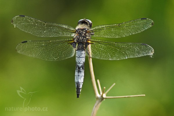 Vážka plavá (Libellula fulva), Fotografie: Vážka plavá (Libellula fulva), Scarce Chaser Dragonfly, Autor: Ondřej Prosický, Model aparátu: Canon EOS 20D, Objektiv: Canon EF 200mm f/2.8 L USM + TC Canon 2x, fotografováno z ruky, Ohnisková vzdálenost: 640 mm, Clona: 5.6, Doba expozice: 1/1000 s, ISO: 400, Vyvážení expozice: -1/3, Blesk: Ne, Vytvořeno: 26. května 2007 15:06, nedaleko Hodonína (ČR)