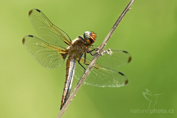 Vážka plavá (Libellula fulva), Fotografie: Vážka plavá (Libellula fulva), Scarce Chaser Dragonfly, Autor: Ondřej Prosický, Model aparátu: Canon EOS 20D, Objektiv: Canon EF 200mm f/2.8 L USM + TC Canon 2x, fotografováno z ruky, Ohnisková vzdálenost: 640 mm, Clona: 7.1, Doba expozice: 1/250 s, ISO: 200, Vyvážení expozice: -1/3, Blesk: Ano, Vytvořeno: 26. května 2007 15:28, nedaleko Hodonína (ČR)