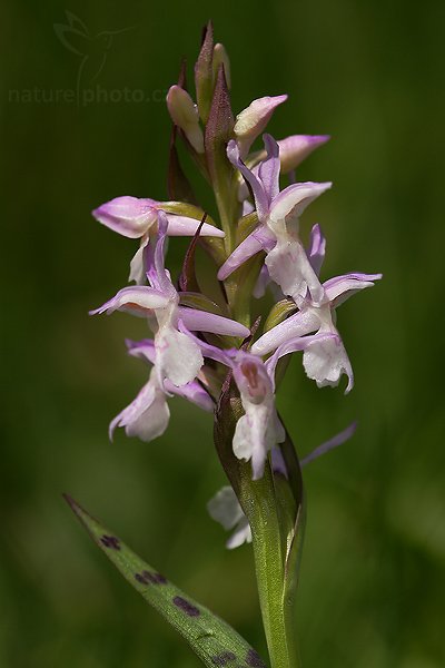 Prstnatec májový (Dactylorhiza majalis f.alborosacea), Fotografie: Prstnatec májový (Dactylorhiza majalis f.alborosacea), Early Marsh-orchid, Autor: Ondřej Prosický, Model aparátu: Canon EOS 20D, Objektiv Canon EF 100mm f/2.8 Macro USM, Přepočtené ohnisko: 160mm, stativ Gitzo 1227, Clona: 4.5, Doba expozice: 1/250 s, ISO: 200, Měření: celoplošné se zdůrazněným středem, Kompenzace expozice: -2/3 EV, Blesk: ano (vestavěný s rozptylkou, -1 EV), Vytvořeno: 8. května 2007 12:10, PR Slatinná louka (ČR)