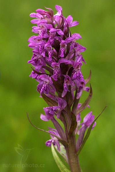 Prstnatec májový (Dactylorhiza majalis), Fotografie: Prstnatec májový (Dactylorhiza majalis), Early Marsh-Orchid, Autor: Ondřej Prosický, Model aparátu: Canon EOS 20D, Objektiv Canon EF 100mm f/2.8 Macro USM, Přepočtené ohnisko: 160mm, stativ Gitzo 1227, Clona: 5.0, Doba expozice: 1/100 s, ISO: 400, Měření: celoplošné se zdůrazněným středem, Kompenzace expozice: -1/3 EV, Blesk: ano (vestavěný s rozptylkou, -1 EV), Vytvořeno: 8. května 2007 12:23, PR Slatinná louka (ČR)