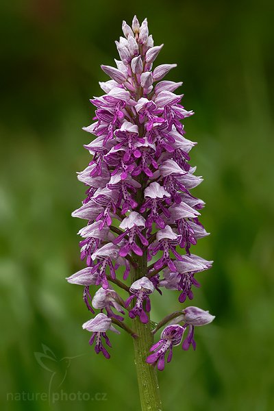 Vstavač vojenský (Orchis militaris), Fotografie: Vstavač vojenský (Orchis militaris), Military Orchid, Autor: Ondřej Prosický, Model aparátu: Canon EOS 20D, Objektiv Canon EF 100mm f/2.8 Macro USM, Přepočtené ohnisko: 160mm, stativ Gitzo 1227, Clona: 5.0, Doba expozice: 1/60 s, ISO: 200, Měření: celoplošné se zdůrazněným středem, Kompenzace expozice: 0 EV, Blesk: ano (vestavěný s rozptylkou, -1 EV), Vytvořeno: 8. května 2007 11:34, PR Slatinná louka (ČR)