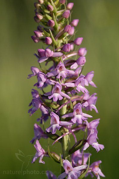 Pětiprstka žežulník (Gymnadenia conopsea), Fotografie: Pětiprstka žežulník (Gymnadenia conopsea), Fragrant Orchid, Autor: Ondřej Prosický, Model aparátu: Canon EOS 20D, Objektiv Canon EF 100mm f/2.8 Macro USM, Přepočtené ohnisko: 160mm, stativ Gitzo 1227, Clona: 6.3, Doba expozice: 1/125 s, ISO: 200, Měření: celoplošné se zdůrazněným středem, Kompenzace expozice: +1/3 EV, Blesk: ano (vestavěný s rozptylkou, -1 EV), Vytvořeno: 26. května 2007 7:39, CHKO Bíle Karpaty (ČR)