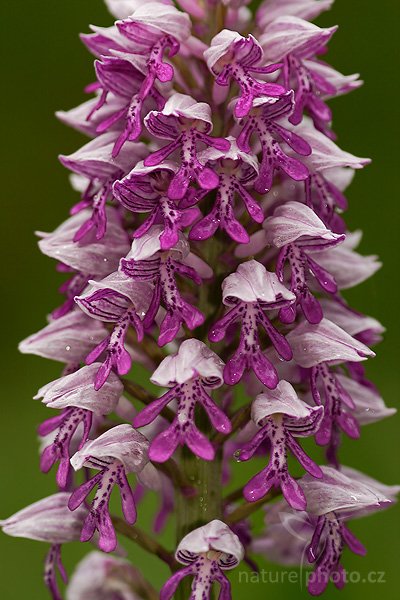 Vstavač vojenský (Orchis militaris), Fotografie: Vstavač vojenský (Orchis militaris), Military Orchid, Autor: Ondřej Prosický, Model aparátu: Canon EOS 20D, Objektiv Canon EF 100mm f/2.8 Macro USM, Přepočtené ohnisko: 160 mm, stativ Gitzo 1227, Clona: 3.5, Doba expozice: 1/125 s, ISO: 200, Měření: celoplošné se zdůrazněným středem, Kompenzace expozice: 0 EV, Blesk: ano (vestavěný s rozptylkou, -1 EV), Vytvořeno: 8. května 2007 11:37, PR Slatinná louka (ČR)