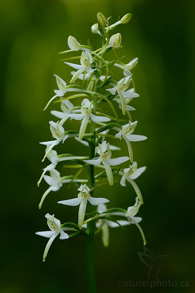 Vemeník dvoulistý (Platanthera bifolia), Fotografie: Vemeník dvoulistý (Platanthera bifolia), Lesser Butterfly-orchid, Autor: Ondřej Prosický, Model aparátu: Canon EOS 20D, Objektiv Canon EF 100mm f/2.8 Macro USM, Přepočtené ohnisko: 160mm, stativ Gitzo 1227, Clona: 5.0, Doba expozice: 1/125 s, ISO: 200, Měření: celoplošné se zdůrazněným středem, Kompenzace expozice: -2/3 EV, Blesk: ano (vestavěný s rozptylkou, -1 EV), Vytvořeno: 26. května 2007 9:21, CHKO Bíle Karpaty (ČR)