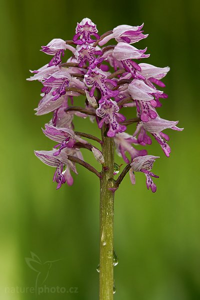 Vstavač vojenský (Orchis militaris), Fotografie: Vstavač vojenský (Orchis militaris), Military Orchid, Autor: Ondřej Prosický, Model aparátu: Canon EOS 20D, Objektiv Canon EF 100mm f/2.8 Macro USM, Přepočtené ohnisko: 160mm, stativ Gitzo 1227, Clona: 6.3, Doba expozice: 1/200 s, ISO: 400, Měření: celoplošné se zdůrazněným středem, Kompenzace expozice: 0 EV, Blesk: ano (vestavěný s rozptylkou, -1 EV), Vytvořeno: 8. května 2007 11:13, PR Slatinná louka (ČR)