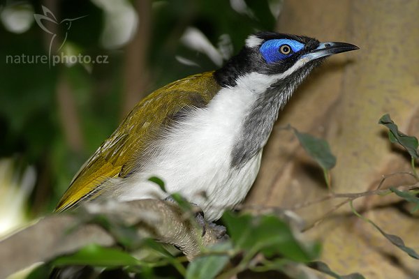 Medosavka modrolící (Entomyzon cyanotis), Fotografie: Medosavka modrolící (Entomyzon cyanotis), Blue-faced Honeyeater, Autor: Ondřej Prosický | NaturePhoto.cz, Aparát: Canon EOS 20D, Objektiv: Canon EF 400mm f/5.6 L USM, Ohnisková vzdálenost (EQ35mm): 520.00 mm, stativ Gitzo 1227 LVL, Clona: 5.6, Doba expozice: 1/200 s, ISO: 800, Kompenzace expozice: 0 EV, Blesk: Ano (externí Sigma EF-500 DG Super + Better Beamer, -2EV), Vytvořeno: 2. září 2006 15:04, ZOO Dvůr Králové (Česko)