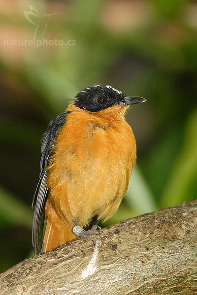 Snovač žluví (Ploceus galbula), Fotografie: Snovač žluví (Ploceus galbula), Rueppell""s Weaver, Autor: Ondřej Prosický | NaturePhoto.cz, Aparát: Canon EOS 20D, Objektiv: Canon EF 400mm f/5.6 L USM, Ohnisková vzdálenost (EQ35mm): 520.00 mm, objektiv opřen o zem, Clona: 5.6, Doba expozice: 1/50 s, ISO: 400, Kompenzace expozice: 0 EV, Blesk: Ano, Vytvořeno: 2. září 2006 15:04, ZOO Dvůr Králové (Česko)