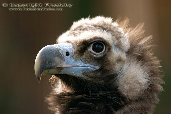 Sup hnědý (Aegypius monachus), Sup hnědý (Aegypius monachus), Eurasian Black Vulture, Autor: Ondřej Prosický, Model aparátu: Canon EOS 300D DIGITAL, Objektiv: Canon EF 400mm f/5,6 L USM, monopod Manfrotto 681 + 234RC, Ohnisková vzdálenost: 300.00 mm (nepřepočítaná), Clona: 4.00, Doba expozice: 1/160 s, ISO: 400, Vyvážení expozice: 0.63, Blesk: Ne, Vytvořeno: 22. ledna 2005 10:24:00, ZOO Praha - Troja (ČR) 