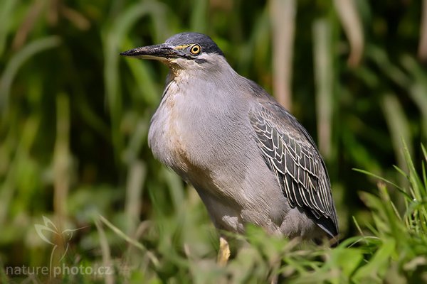 Volavka proměnlivá (Butorides striatus), Fotografie: Volavka proměnlivá (Butorides striatus), Green Heron, Autor: Ondřej Prosický | NaturePhoto.cz, Aparát: Canon EOS 20D, Objektiv: Canon EF 400mm f/5.6 L USM + TC Canon 2x, Ohnisková vzdálenost (EQ35mm): 520.00 mm, stativ Gitzo 1227 LVL, Clona: 11, Doba expozice: 1/125 s, ISO: 100, Kompenzace expozice: 0 EV, Blesk: ne, Vytvořeno: 2. září 2006 15:04, ZOO Dvůr Králové (Česko)