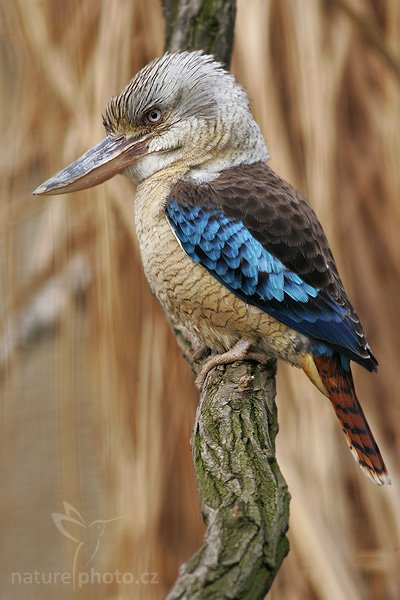 Ledňák modrokřídlý (Dacelo leachii), Fotografie: Ledňák modrokřídlý (Dacelo leachii) nebo také Ledňák kakabura, Blue-winged Kookaburra, Autor: Ondřej Prosický | NaturePhoto.cz, Aparát: Canon EOS 1D Mark II, Objektiv: Canon EF 400mm f/5.6 L USM, Ohnisková vzdálenost (EQ35mm): 640.00 mm, stativ 1227 LVL, Clona: 5.6, Doba expozice: 1/125 s, ISO: 100, Kompenzace expozice: +1/3 EV, Blesk: ne, Vytvořeno: 5. srpna 2006 10:38, ZOO Praha (Česko)