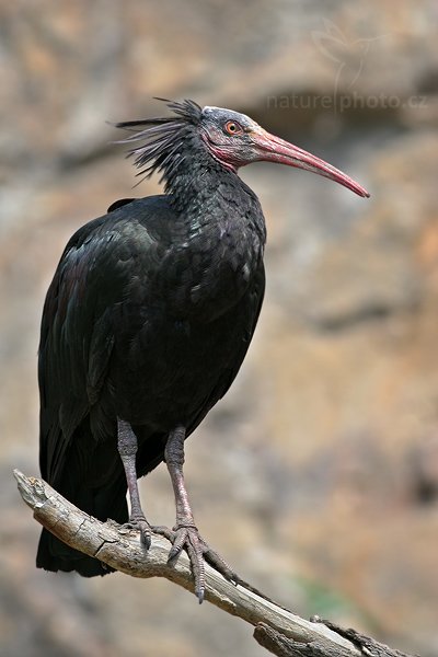 Ibis skalní (Geronticus eremita), Fotografie: Ibis skalní (Geronticus eremita), Northern bald ibis, Autor: Ondřej Prosický | NaturePhoto.cz, Aparát: Canon EOS 20D, Objektiv: Canon EF 400mm f/5.6 L USM, Ohnisková vzdálenost (EQ35mm): 640.00 mm, stativ 1227 LVL, Clona: 5.6, Doba expozice: 1/100 s, ISO: 400, Kompenzace expozice: +1/3 EV, Blesk: ne, Vytvořeno: 7. října 2007 10:03, ZOO Praha (Česko)