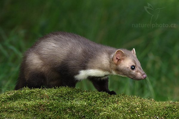 Kuna skalní (Martes foina), Fotografie: Kuna skalní (Martes foina), Beech Marten, Autor: Ondřej Prosický | NaturePhoto.cz, Aparát: Canon EOS 20D, Objektiv: Canon EF 400mm f/5.6 L USM, Ohnisková vzdálenost (EQ35mm): 520.00 mm, objektiv opřen o zem, Clona: 5.6, Doba expozice: 1/200 s, ISO: 400, Kompenzace expozice: 0 EV, Blesk: Ano (externí Sigma EF-500 DG Super), Vytvořeno: 27. srpna 2006 15:23, Pavlov, Vysočina (Česko)
