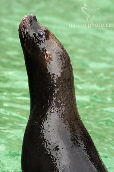 Lachtan hřivnatý (Otaria byronia), Fotografie: Lachtan hřivnatý (Otaria byronia), South American sea lion, Autor: Ondřej Prosický | NaturePhoto.cz, Aparát: Canon EOS 20D, Objektiv: Canon EF 200mm f/2.8 L USM, Ohnisková vzdálenost (EQ35mm): 320.00 mm, fotografováno z ruky, Clona: 4.5, Doba expozice: 1/250 s, ISO: 400, Kompenzace expozice: 0 EV, Blesk: Ano (externí Sigma EF-500 DG Super), Vytvořeno: 18. března 2007 15:04, ZOO Dvůr Králové (Česko)
