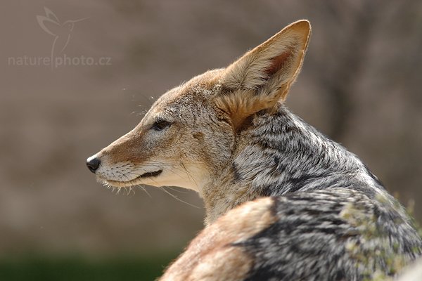 Šakal čabrakový (Canis mesomelas mesomelas), Fotografie: Šakal čabrakový (Canis mesomelas mesomelas), Black-Backed Jackal, Autor: Ondřej Prosický | NaturePhoto.cz, Aparát: Canon EOS 20D, Objektiv: Canon EF 400mm f/5.6 L USM, Ohnisková vzdálenost (EQ35mm): 640 mm, stativ Gitzo 1227 LVL, Clona: 6.3, Doba expozice: 1/640 s, ISO: 400, Kompenzace expozice: +1/3 EV, Blesk: ne, Vytvořeno: 21. duban 2007 16:32, ZOO Plzeň (Česko)