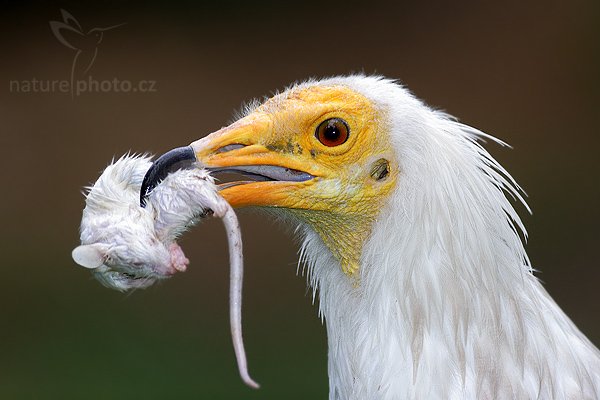 Sup mrchožravý (Neophron percnopterus), Fotografie: Sup mrchožravý (Neophron percnopterus), Egyptian Vulture, Autor: Ondřej Prosický | NaturePhoto.cz, Aparát: Canon EOS 20D, Objektiv: Canon EF 400mm f/5.6 L USM, Ohnisková vzdálenost (EQ35mm): 640.00 mm, stativ 1227 LVL, Clona: 5.6, Doba expozice: 1/100 s, ISO: 400, Kompenzace expozice: +2/3 EV, Blesk: ano (externí Sigma), Vytvořeno: 5. srpna 2006 10:38, ZOO Praha (Česko)