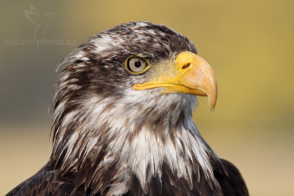 Orel bělohlavý (Haliaeetus leucocephalus), Fotografie: Orel bělohlavý (Haliaeetus leucocephalus), Bald Eagle, Autor: Ondřej Prosický | NaturePhoto.cz, Aparát: Canon EOS 20D, Objektiv: Canon EF 400mm f/5.6 L USM, Ohnisková vzdálenost (EQ35mm): 640.00 mm, stativ 1227 LVL, Clona: 5.6, Doba expozice: 1/250 s, ISO: 400, Kompenzace expozice: +1/3 EV, Blesk: ano (externí Sigma), Vytvořeno: 21. října 2006 13:45, Zayferos, Lednice (Česko)
