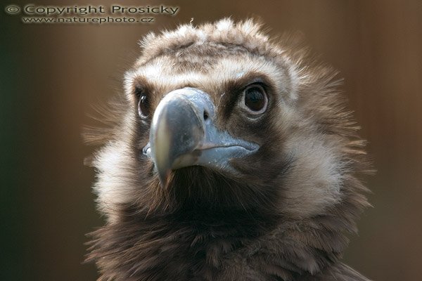 Sup hnědý (Aegypius monachus), Sup hnědý (Aegypius monachus), Eurasian Black Vulture, Autor: Ondřej Prosický, Model aparátu: Canon EOS 300D DIGITAL, Objektiv: Sigma EF 100-300mm f/4, monopod Manfrotto 681 + 234RC, Ohnisková vzdálenost: 179.00 mm (nepřepočítaná), Clona: 4.00, Doba expozice: 1/80 s, ISO: 100, Vyvážení expozice: 0.38, Blesk: Ne, Vytvořeno: 22. ledna 2005 10:25:48, ZOO Praha - Troja (ČR)