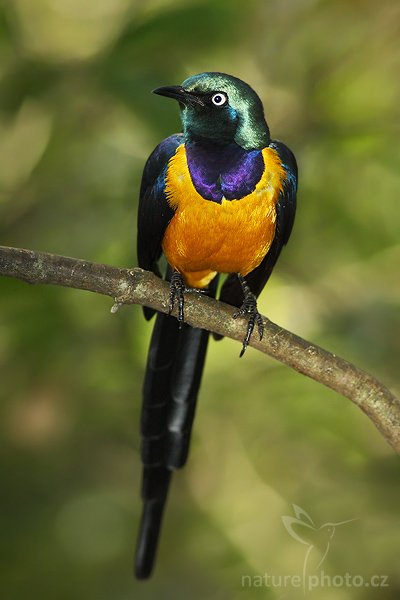 Leskoptev zlatoprsá (Cosmopsarus regius), Fotografie: Leskoptev zlatoprsá (Cosmopsarus regius), Golden-breasted Starling, Autor: Ondřej Prosický | NaturePhoto.cz, Model: Canon EOS-1D Mark II N, Objektiv: Canon EF 400mm f/5.6 L USM, Ohnisková vzdálenost (EQ35mm): 520 mm, stativ Gitzo 1227, Clona: 5.6, Doba expozice: 1/250 s, ISO: 640, Kompenzace expozice: 0 EV, Blesk: ano (externí Sigma EF-500 DG Super + BB, -2 EV), Vytvořeno: 19. ledna 2007 12:18, ZOO Tampa, Florida (USA)