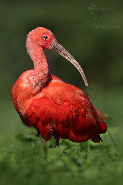 Ibis nachový (Eudocimus ruber), Fotografie: Ibis nachový (Eudocimus ruber), Scarlet ibis, Autor: Ondřej Prosický | NaturePhoto.cz, Aparát: Canon EOS 20D, Objektiv: Canon EF 400mm f/5.6 L USM, Ohnisková vzdálenost (EQ35mm): 520.00 mm, objektiv opřen o zem, Clona: 5.6, Doba expozice: 1/400 s, ISO: 100, Kompenzace expozice: +1/3 EV, Blesk: ne, Vytvořeno: 9. září 2006 10:21, ZOO Dvůr Králové (Česko)
