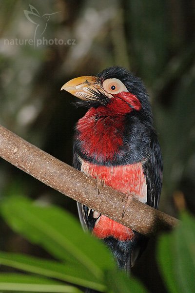 Vousák senegalský (Lybius dubius), Fotografie: Vousák senegalský (Lybius dubius), Bearded Barbet, Autor: Ondřej Prosický | NaturePhoto.cz, Aparát: Canon EOS 20D, Objektiv: Canon EF 400mm f/5.6 L USM, Ohnisková vzdálenost (EQ35mm): 520.00 mm, stativ Gitzo 1227 LVL, Clona: 5.6, Doba expozice: 1/200 s, ISO: 400, Kompenzace expozice: 0 EV, Blesk: ne, Vytvořeno: 9. září 2007 11:21, ZOO Dvůr Králové (Česko)