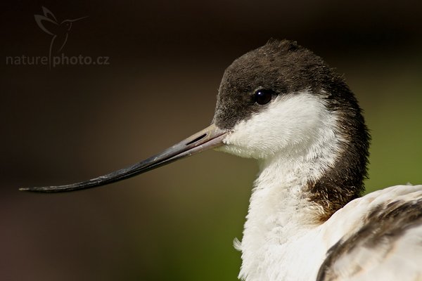 Tenkozobec opačný (Recurvirostra avosetta), Fotografie: Tenkozobec opačný (Recurvirostra avosetta), Pied Avocet, Autor: Ondřej Prosický | NaturePhoto.cz, Aparát: Canon EOS 20D, Objektiv: Canon EF 400mm f/5.6 L USM, Ohnisková vzdálenost (EQ35mm): 520.00 mm, stativ Gitzo 1227 LVL, Clona: 5.6, Doba expozice: 1/320 s, ISO: 400, Kompenzace expozice: +1/3 EV, Blesk: ne, Vytvořeno: 2. září 2006 10:24, ZOO Dvůr Králové (Česko)