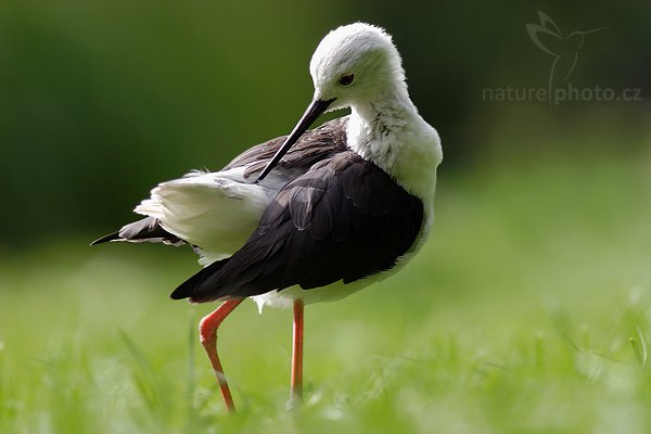 Pisila čáponohá (Himantopus himantopus), Fotografie: Pisila čáponohá (Himantopus himantopus), Black-winged Stilt, Autor: Ondřej Prosický | NaturePhoto.cz, Aparát: Canon EOS 20D, Objektiv: Canon EF 400mm f/5.6 L USM, Ohnisková vzdálenost (EQ35mm): 520.00 mm, objektiv opřen o zem, Clona: 5.6, Doba expozice: 1/250 s, ISO: 400, Kompenzace expozice: 0 EV, Blesk: ne, Vytvořeno: 2. září 2006 15:04, ZOO Dvůr Králové (Česko)