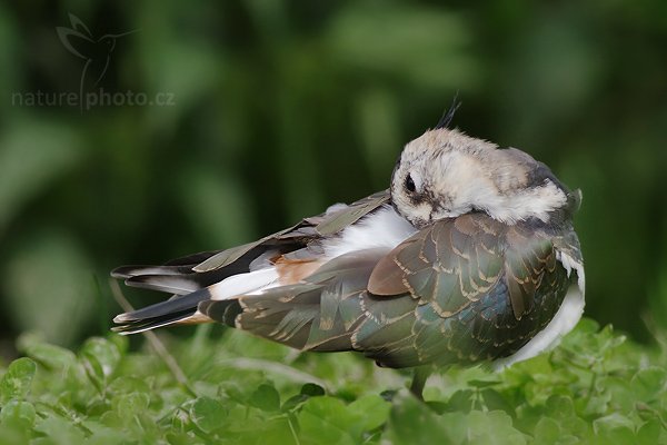 Čejka chocholatá (Vanellus vanellus), Fotografie: Čejka chocholatá (Vanellus vanellus), Lapwing, Autor: Ondřej Prosický | NaturePhoto.cz, Aparát: Canon EOS 20D, Objektiv: Canon EF 400mm f/5.6 L USM, Ohnisková vzdálenost (EQ35mm): 520.00 mm, objektiv opřen o zem, Clona: 5.6, Doba expozice: 1/400 s, ISO: 400, Kompenzace expozice: -1/3 EV, Blesk: ne, Vytvořeno: 9. září 2006 15:04, ZOO Dvůr Králové (Česko)