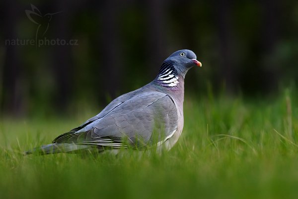 Holub hřivnáč (Columba palumbus), Fotografie: Holub hřivnáč (Columba palumbus), Wood Pigeon, Autor: Ondřej Prosický | NaturePhoto.cz, Aparát: Canon EOS 20D, Objektiv: Canon EF 400mm f/5.6 L USM, Ohnisková vzdálenost (EQ35mm): 520.00 mm, fotografováno z ruky, Clona: 5.6, Doba expozice: 1/250 s, ISO: 400, Kompenzace expozice: -1/3 EV, Blesk: ne, Vytvořeno: 6. dubna 2007 17:46, sídlo společnosti GeoTec-GS, Praha, (Česko)