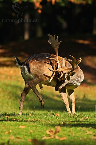 Daňek skvrnitý (Dama dama), Fotografie: Daňek skvrnitý (Dama dama), Fallow Deer, Autor: Ondřej Prosický | NaturePhoto.cz, Aparát: Canon EOS-1D Mark III, Objektiv: Canon EF 400mm f/5.6 L USM, Ohnisková vzdálenost (EQ35mm): 520.00 mm, stativ Gitzo 1227 LVL, Clona: 5.6, Doba expozice: 1/1250 s, ISO: 500, Kompenzace expozice: -2/3 EV, Blesk: ne, Vytvořeno: 23. září 2007 10:27, zámecká obora, Blatná (Česko)