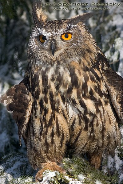 Výr velký (Bubo bubo), Výr velký (Bobo bubo), Autor: Ondřej Prosický, Model aparátu: Canon EOS 300D DIGITAL, Objektiv: Canon EF 400mm f/5.6 L USM, Ohnisková vzdálenost: 400.00 mm, Clona: 6.30, Doba expozice: 1/200 s, ISO: 100, Vyvážení expozice: 0.63, Workshop "Fotografování ptáků v přírodě"