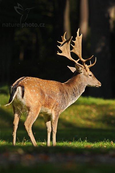 Daňek skvrnitý (Dama dama), Fotografie: Daňek skvrnitý (Dama dama), Fallow Deer, Autor: Ondřej Prosický | NaturePhoto.cz, Aparát: Canon EOS-1D Mark III, Objektiv: Canon EF 400mm f/5.6 L USM, Ohnisková vzdálenost (EQ35mm): 520.00 mm, stativ Gitzo 1227 LVL, Clona: 5.6, Doba expozice: 1/1250 s, ISO: 500, Kompenzace expozice: -2/3 EV, Blesk: ne, Vytvořeno: 23. září 2007 10:25, zámecká obora, Blatná (Česko)