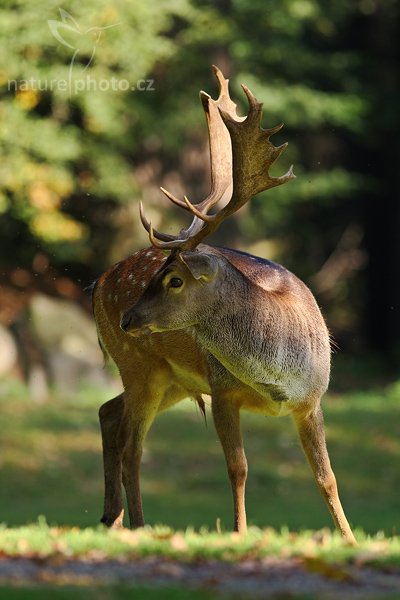 Daňek skvrnitý (Dama dama), Fotografie: Daňek skvrnitý (Dama dama), Fallow Deer, Autor: Ondřej Prosický | NaturePhoto.cz, Aparát: Canon EOS-1D Mark III, Objektiv: Canon EF 400mm f/5.6 L USM, Ohnisková vzdálenost (EQ35mm): 520.00 mm, stativ Gitzo 1227 LVL, Clona: 5.6, Doba expozice: 1/400 s, ISO: 500, Kompenzace expozice: -2/3 EV, Blesk: ne, Vytvořeno: 23. září 2007 10:26, zámecká obora, Blatná (Česko)