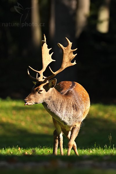 Daňek skvrnitý (Dama dama), Fotografie: Daňek skvrnitý (Dama dama), Fallow Deer, Autor: Ondřej Prosický | NaturePhoto.cz, Aparát: Canon EOS-1D Mark III, Objektiv: Canon EF 400mm f/5.6 L USM, Ohnisková vzdálenost (EQ35mm): 520.00 mm, stativ Gitzo 1227 LVL, Clona: 5.6, Doba expozice: 1/1000 s, ISO: 500, Kompenzace expozice: -2/3 EV, Blesk: ne, Vytvořeno: 23. září 2007 10:25, zámecká obora, Blatná (Česko)