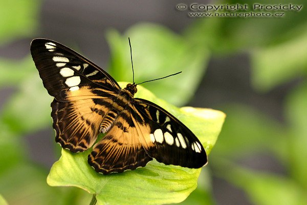 Clipper (Parthenos sylvia), Autor: Ondřej Prosický, Model aparátu: Canon EOS 300D DIGITAL, Objektiv: Canon EF 100mm f/2.8 Macro USM, Clona: 3.50, Doba expozice: 1/200 s, ISO: 200, Vyvážení expozice: 0.33, Blesk: Ne, Výstava exotických motýlů, skleník Fatamorgana (Botanická zahrada, Praha - Troja) 