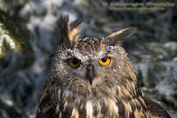 Výr velký (Bubo bubo), Výr velký (Bobo bubo), Autor: Ondřej Prosický, Model aparátu: Canon EOS 300D DIGITAL, Objektiv: Canon EF 400mm f/5.6 L USM, Ohnisková vzdálenost: 400.00 mm, Clona: 6.30, Doba expozice: 1/200 s, ISO: 100, Vyvážení expozice: 0.63, Workshop "Fotografování ptáků v přírodě"