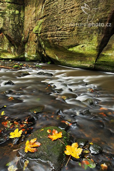 Zlato ve skalách, Zlato ve skalách | Autor: Ondřej Prosický | NaturePhoto.cz, Aparát: Canon EOS-1D Mark III, Objektiv: Canon EF 17-40mm f/4 L USM, Ohnisková vzdálenost (EQ35mm): 22 mm, stativ Gitzo 1227 LVL, Clona: 14, Doba expozice: 13 s, ISO: 100, Kompenzace expozice: 0 EV, Blesk: ne, Vytvořeno: 28. září 2007 11:12, Chřibská Kamenice, NP České Švýcarsko, Bohemian Switzerland (Česko)