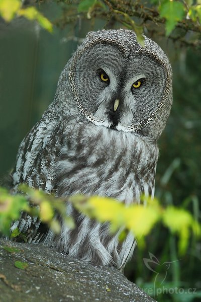 Puštík bradatý (Strix nebulosa), Puštík bradatý (Strix nebulosa), Great Gray Owl,, Autor: Ondřej Prosický | NaturePhoto.cz, Aparát: Canon EOS 1D Mark III, Objektiv: Canon EF 200mm f/2.8 L USM + TC Canon 2x, Ohnisková vzdálenost (EQ35mm): 520.00 mm, stativ Gitzo 1227, Clona: 5.6, Doba expozice: 1/250 s, ISO: 800, Kompenzace expozice: -1/3 EV, Blesk: ano, Vytvořeno: 22. září 2007 16:14, ZOO Ohrada, Hluboká n/V (Česko)