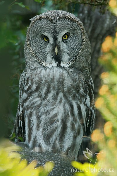 Puštík bradatý (Strix nebulosa), Puštík bradatý (Strix nebulosa), Great Gray Owl, Autor: Ondřej Prosický | NaturePhoto.cz, Aparát: Canon EOS 1D Mark III, Objektiv: Canon EF 200mm f/2.8 L USM + TC Canon 2x, Ohnisková vzdálenost (EQ35mm): 520.00 mm, stativ Gitzo 1227, Clona: 5.6, Doba expozice: 1/200 s, ISO: 800, Kompenzace expozice: -1/3 EV, Blesk: ano, Vytvořeno: 22. září 2007 16:12, ZOO Ohrada, Hluboká n/V (Česko)