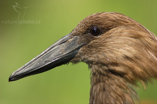 Kladivouš africký (Scopus umbretta), Kladivouš africký (Scopus umbretta), Hammerkop, Autor: Ondřej Prosický| NaturePhoto.cz, Model: Canon EOS 20D, Objektiv: Canon EF 400mm f/5.6 L USM,Ohnisková vzdálenost (EQ35mm): 640 mm, fotografováno z ruky, Clona: 5.6, Doba expozice: 1/100 s, ISO: 100, Kompenzace expozice: +1/3, Blesk: Ano, Vytvořeno: 2. září 2006 10:22:02, ZOO Dvůr Králové (Česko)